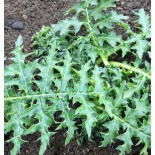 Acanthus spinosus 'Royal Haughty'
