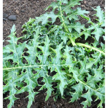 Acanthus spinosus 'Royal Haughty'