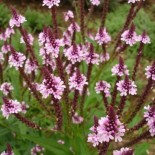 Verbena hastata 'Rosea'