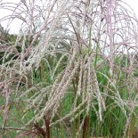 Miscanthus sinensis 'Pink Cloud'