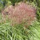 Miscanthus sinensis ''Pink Clouds'