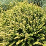 Lonicera nitida 'Twiggy'