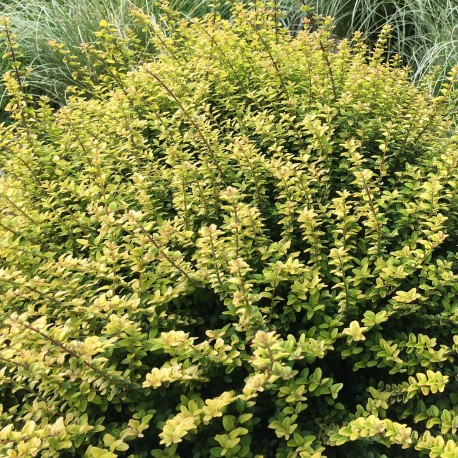 Lonicera nitida 'Twiggy'