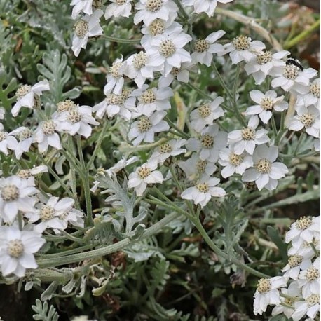 Achillea x 'Kolbiana'