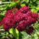 Achillea millefolium 'Sammetriese'