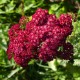 Achillea millefolium 'Sammetriese'