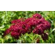 Achillea millefolium 'Sammetriese'