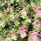 Origanum rotundifolium 'Kent Beauty''
