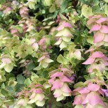Origanum rotundifolium 'Kent Beauty''