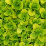 Origanum vulgare 'Aureum'