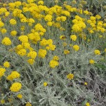 Helichrysum italicum ssp microphyllum