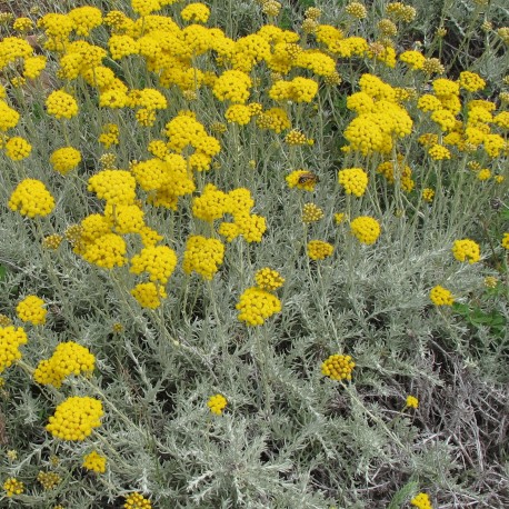 Helichrysum italicum ssp microphyllum