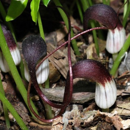 Arisarum proboscideum