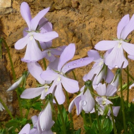Viola cornuta 'Lilac Fee'