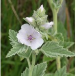 Althaea officinalis officinalis