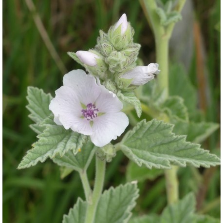 Althaea officinalis officinalis