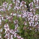 Thymus vulgaris