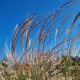 Miscanthus sinensis 'Gnom'