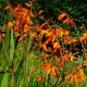 Crocosmia masoniorum