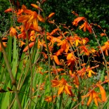 Crocosmia masoniorum