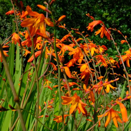 Crocosmia masoniorum