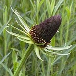 Rudbeckia orientalis