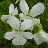 Viola cornuta 'White Wings'