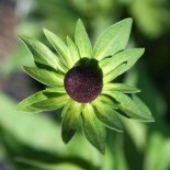 Rudbeckia occidentalis 'Green Wizzard'