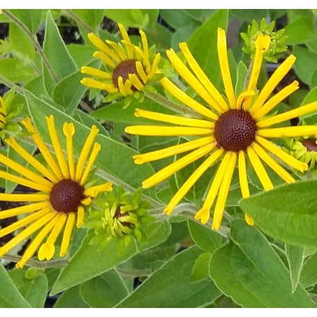 Rudbeckia subtomentosa 'Henri Eilers'