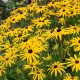 Rudbeckia