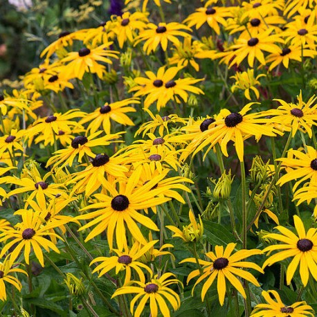 Rudbeckia