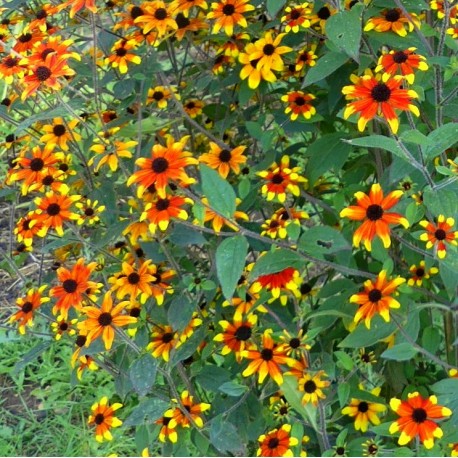 Rudbeckia triloba 'Prairieglow'
