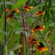 Rudbeckia triloba 'Prairieglow'