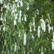 Sanguisorba tenuifolia 'Alba'