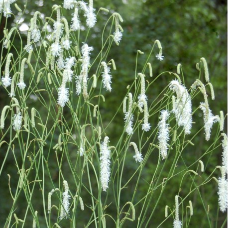 Sanguisorba tenuifolia 'Alba'