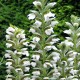 Acanthus mollis (latifolius) 'Rue Ledan'