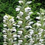 Acanthus mollis (latifolius) 'Rue Ledan'