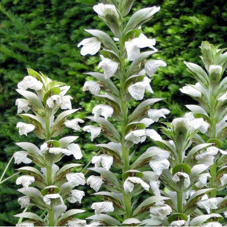 Acanthus mollis (latifolius) 'Rue Ledan'
