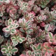 Sedum spurium 'Tricolor'