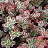 Sedum spurium 'Tricolor'