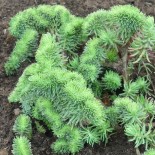 Sedum rupestris 'Crispum'