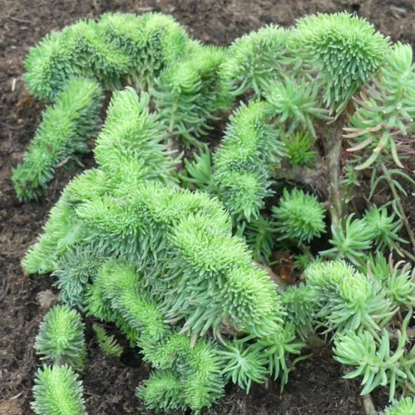 Sedum rupestris 'Crispum'