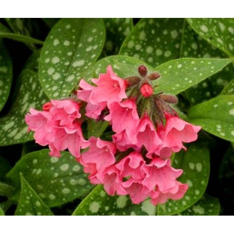 Pulmonaria 'Bublegum Rose'