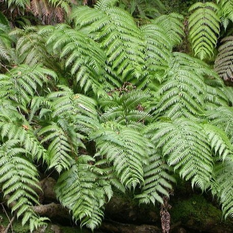 Woodwardia radicans