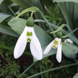 Galanthus elwesii 'Mount Everest'