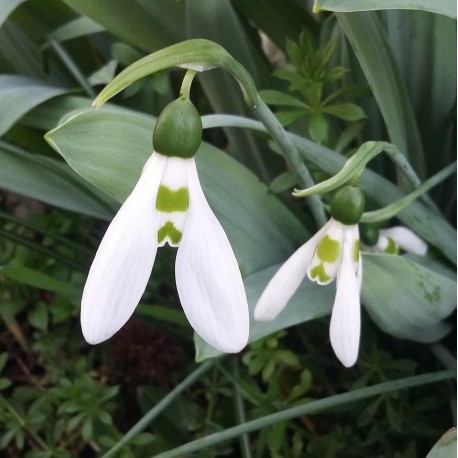 Galanthus elwesii 'Mount Everest'