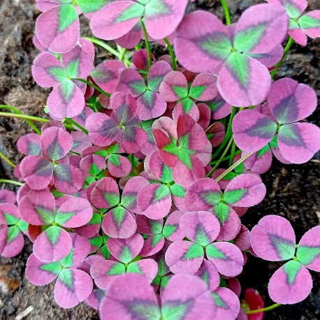 Trifolium repens 'Isabella'