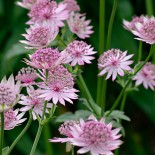 Astrantia major 'Roma'