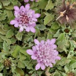 Pterocephalus perennis