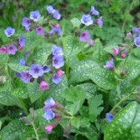 Pulmonaria officinalis